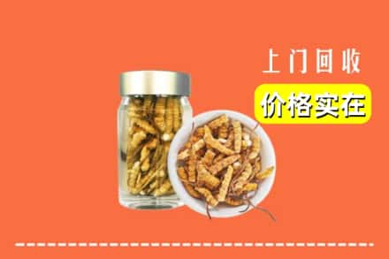 大连庄河市回收散虫草