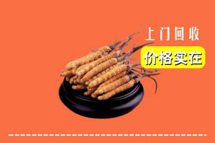 大连庄河市回收冬虫夏草